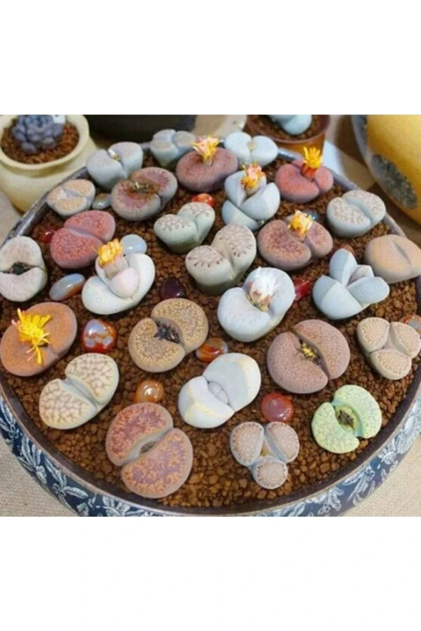 Ayc Botanik 10 Adet Living Stone Succulent Tohumu ürün görseli 1