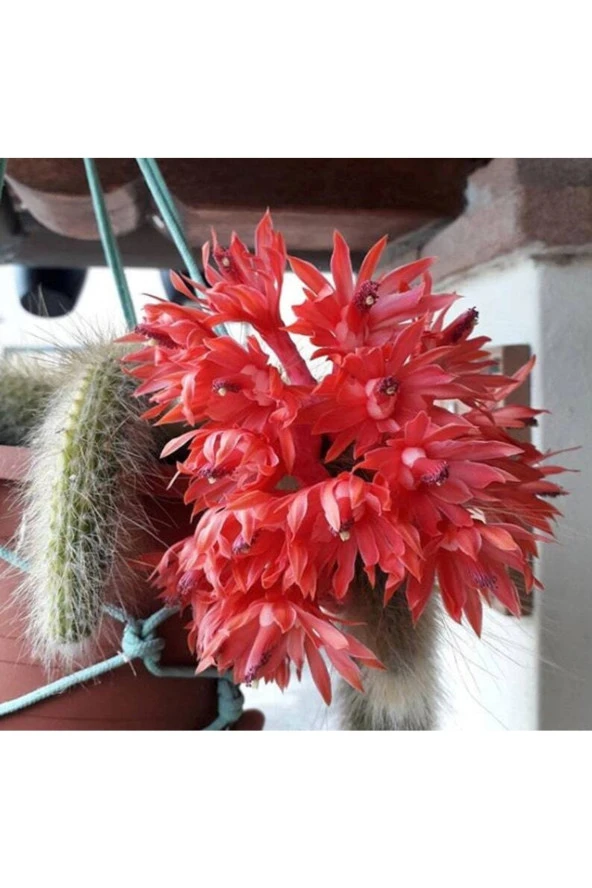 Ayc Botanik 10 Adet Monkey Tail Kaktüs Tohumu - Resim 3