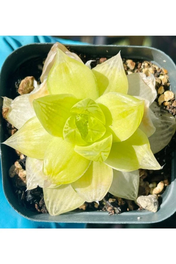 Ayc Botanik 10 Adet Haworthia Xantha Gold Aka Succulent Tohumu ürün görseli 1