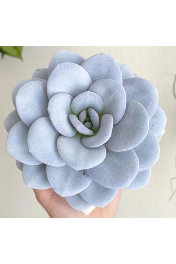 Ayc Botanik 10 Adet Echeveria Laui Snow Lotus Succulent Tohumu ürün görseli 1