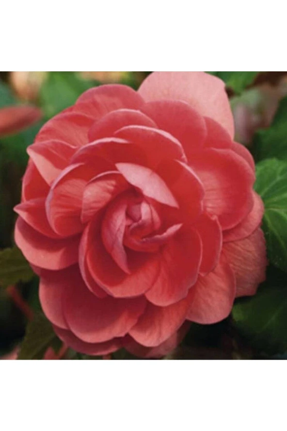 Ayc Botanik 10 Adet Salmon Begonia Garden Tohumu ürün görseli 1