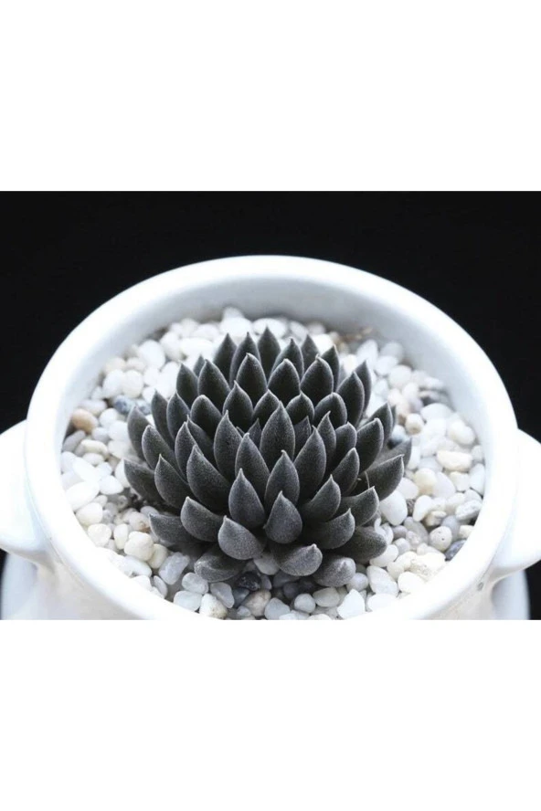 Ayc Botanik 10 Adet Sinocrassula Yunnanenis Succulent Tohumu ürün görseli 1