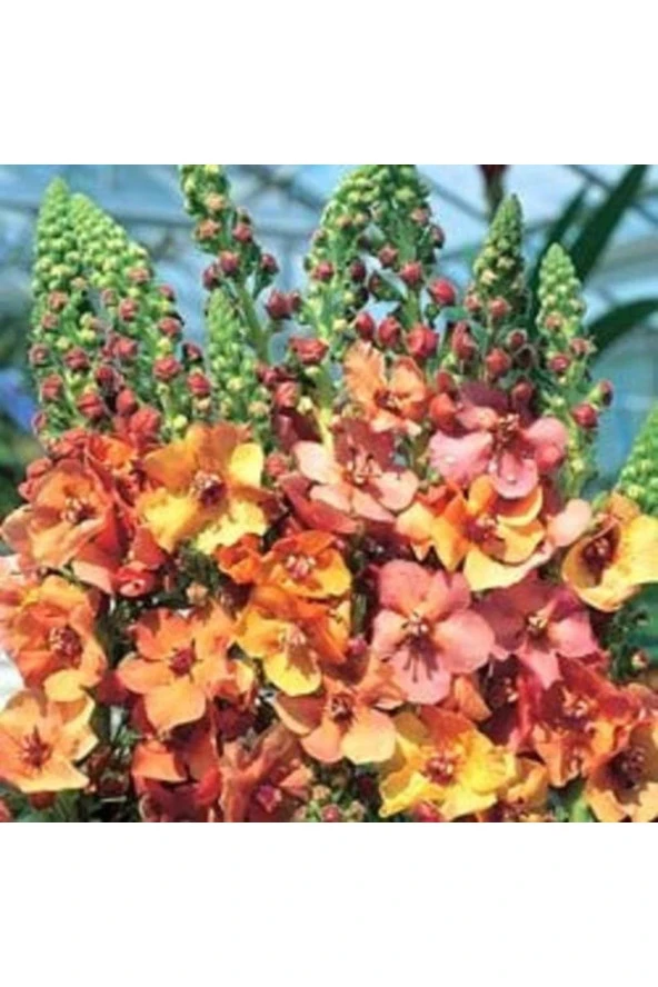 Ayc Botanik 20 Adet Mıxed Colors Verbascum Tohumu ürün görseli 1