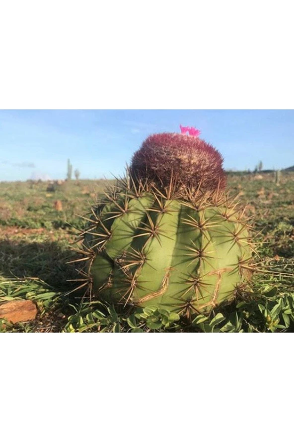 Ayc Botanik 10 Adet Melocactus Kaktüs Tohumu ürün görseli 1
