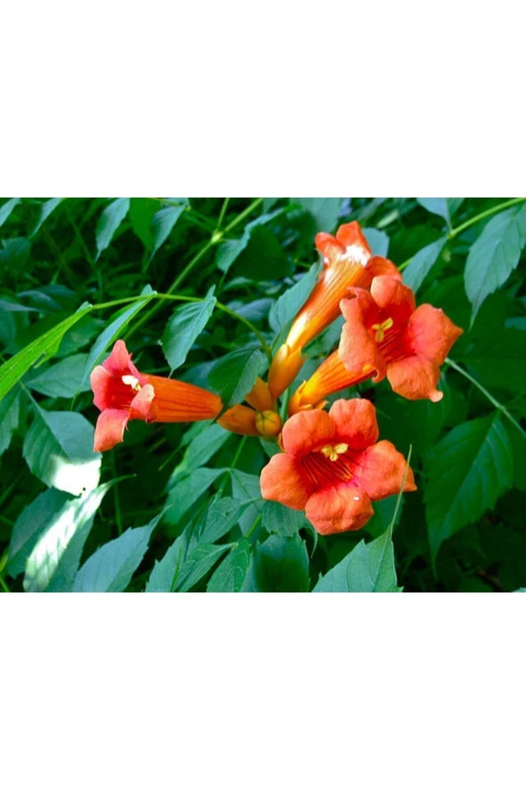 Ayc Botanik 5 Adet Seeds Orange Trumpet Vine Tohumu ürün görseli 1