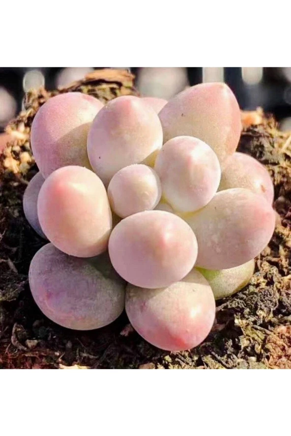 Ayc Botanik 10 Adet New Pachyphytum ‘tangyuan’ Tohumu ürün görseli 1