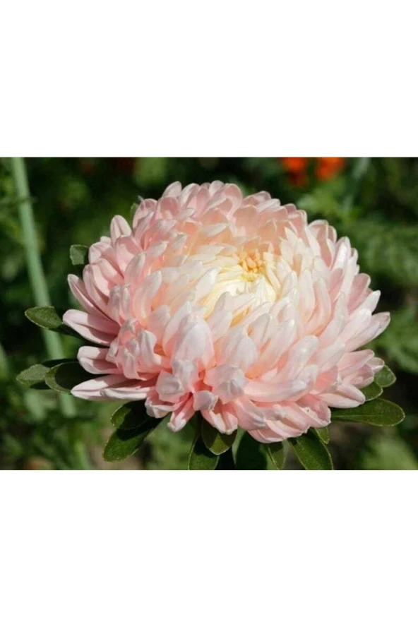 Ayc Botanik 10 Adet Aster Peony Janina Pink Annual Tohumu ürün görseli 1