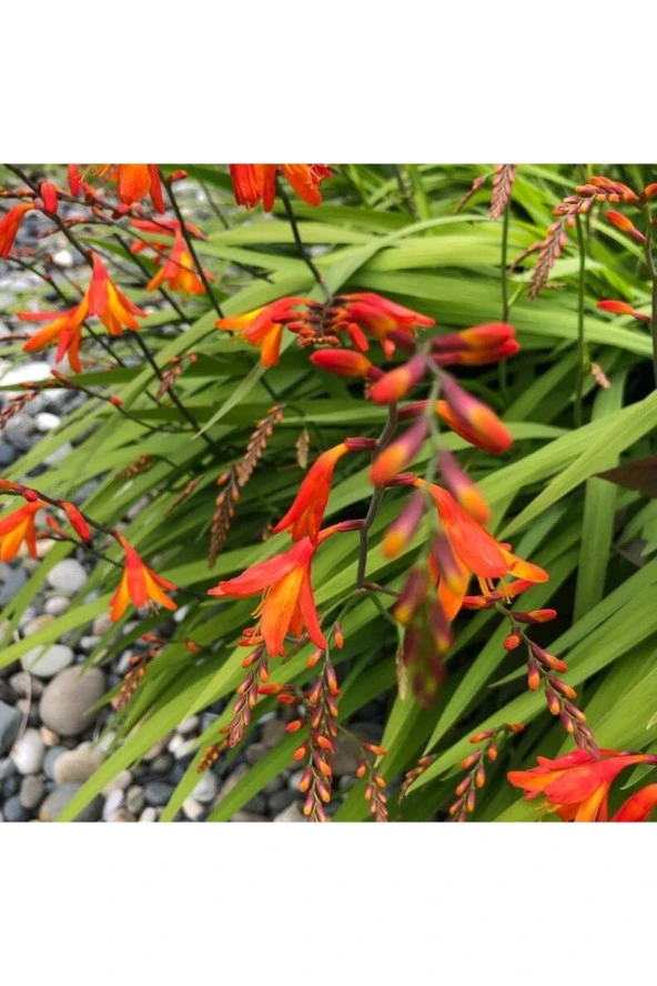 Ayc Botanik 10 Adet Organic Crocosmia Lucifer Tohumu ürün görseli 1