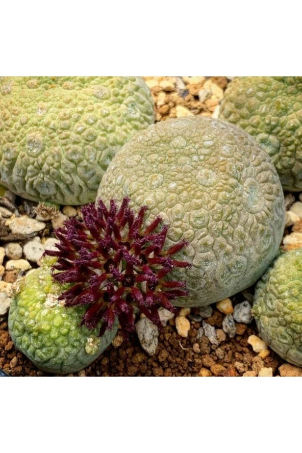 Ayc Botanik 10 Adet Pseudolithos Migiurtinus Succulent Tohumu ürün görseli 1