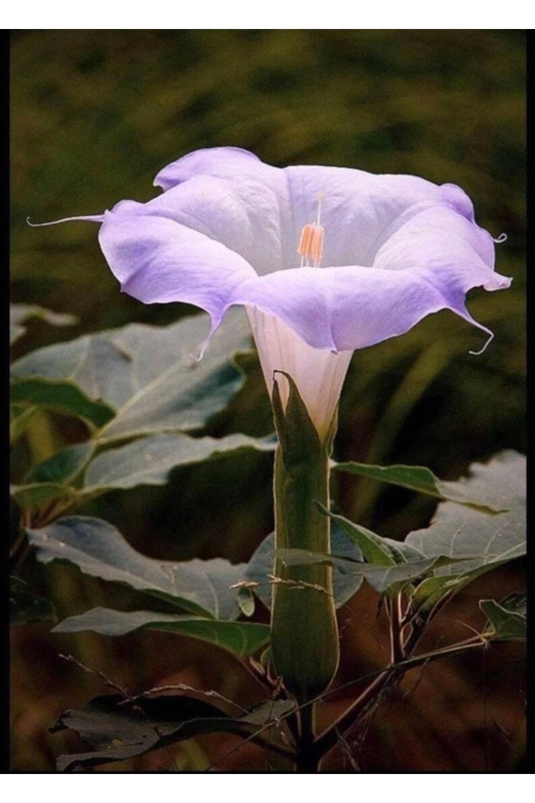 Ayc Botanik 5 Adet Sacred Fragrant Moon Tohumu ürün görseli 1
