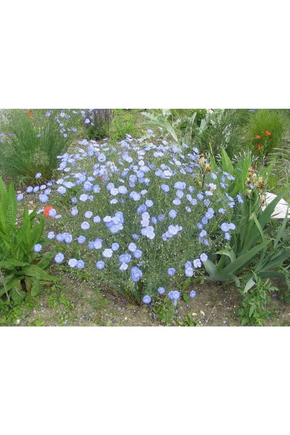 Ayc Botanik 10 Adet Blue Flax (prairie Flax / Lewis Blue Flax) Tohumu ürün görseli 1