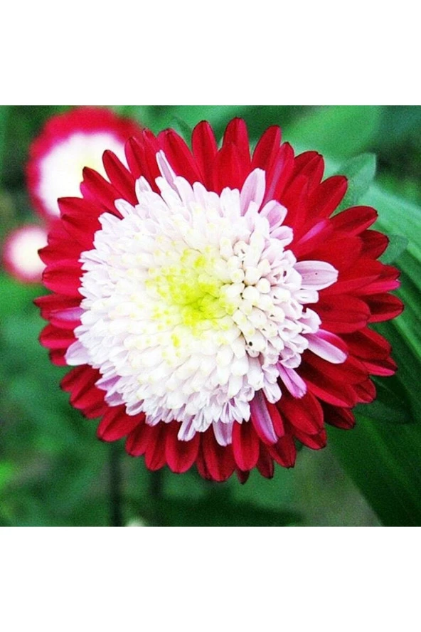 Ayc Botanik 10 Adet Aster Pompon Winter Cherry Red Tohumu ürün görseli 1