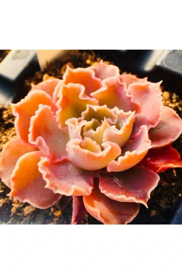 Ayc Botanik 10 Adet Echeveria Shaviana Rare Succulent Tohumu ürün görseli 1