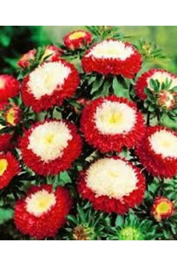 Ayc Botanik 10 Adet Aster Pompon Winter Cherry Red Tohumu - Resim 2