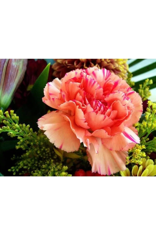 Ayc Botanik 5 Adet Pınk Rose Carnatıon Tohumu ürün görseli 1