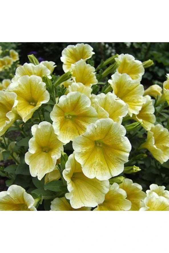 Ayc Botanik 10 Adet Natural Trailing Petunia Yellow Star Tohumu ürün görseli 1