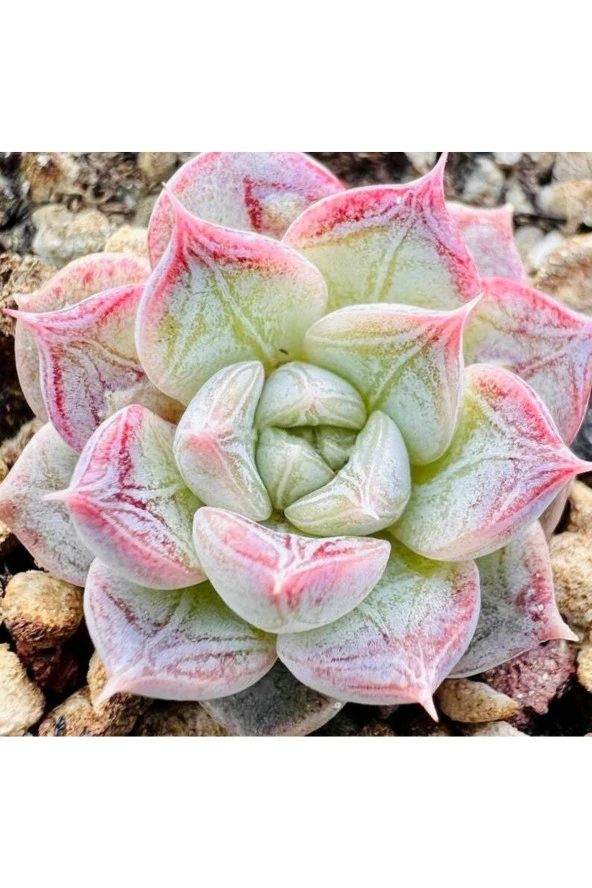 Ayc Botanik 10 Adet Echeveria ‘shadow’ Succulent Tohumu ürün görseli 1
