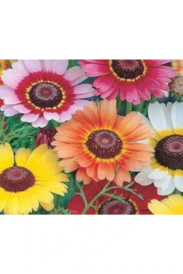 Ayc Botanik 10 Adet Painted Daisy Tohumu ürün görseli 1