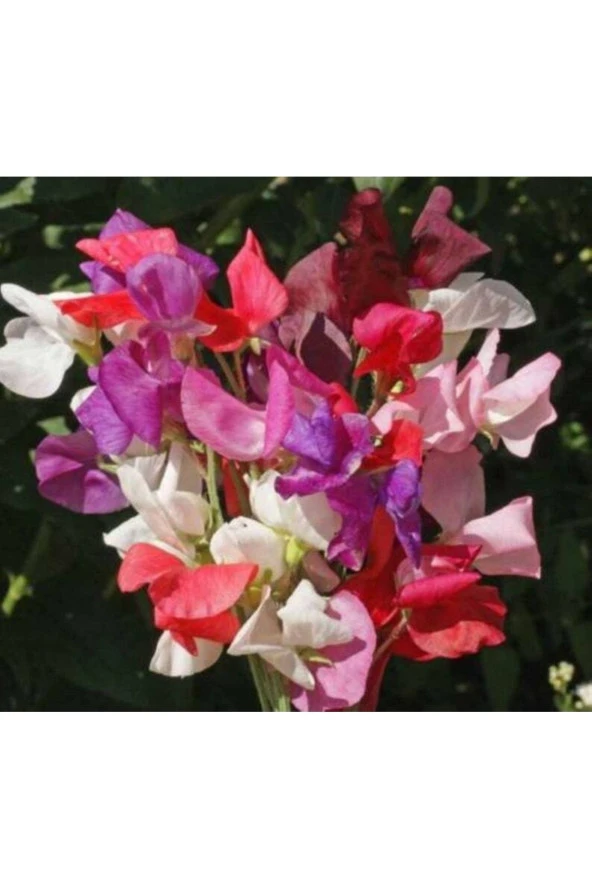 Ayc Botanik 10 Adet Sweet Pea Royal Family Mix Tohumu ürün görseli 1