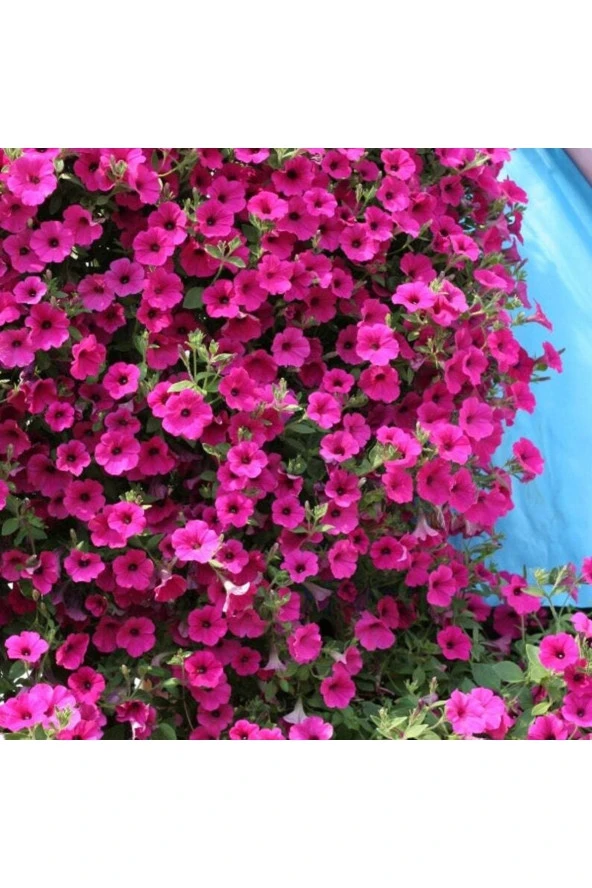 Ayc Botanik 10 Adet Natural Creeping Petunia Purple Tohumu ürün görseli 1