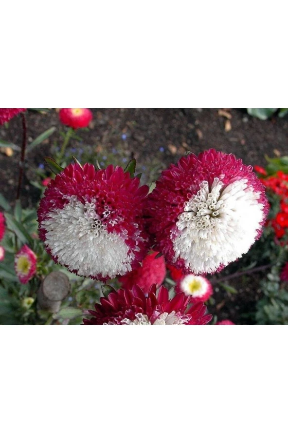 Ayc Botanik 10 Adet Aster Pompon Winter Cherry Red Tohumu - Resim 4