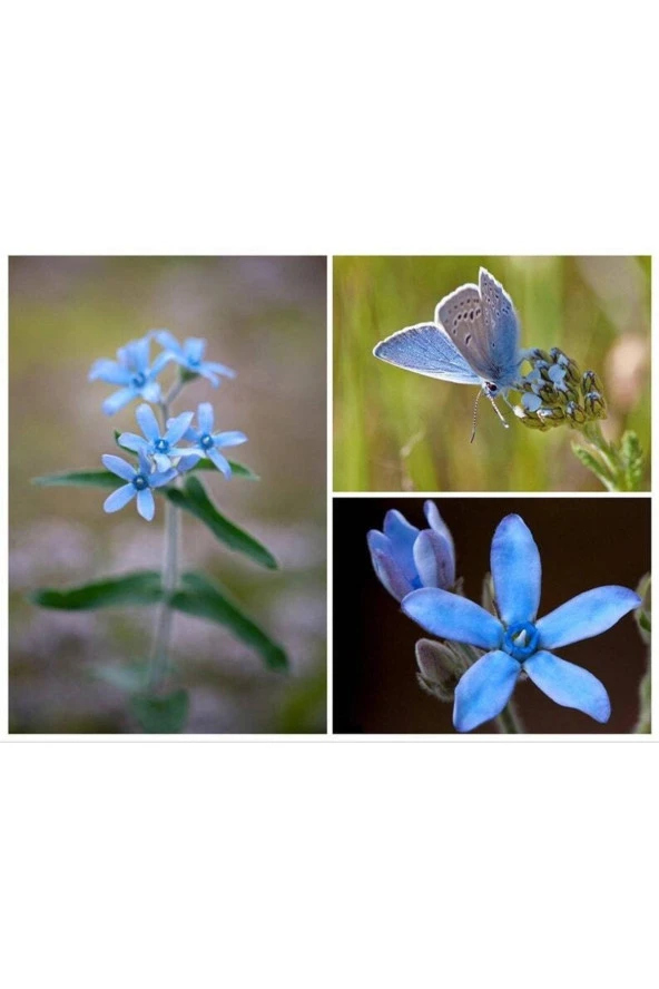 Ayc Botanik 10 Adet Blue Milkweed Tohumu ürün görseli 1