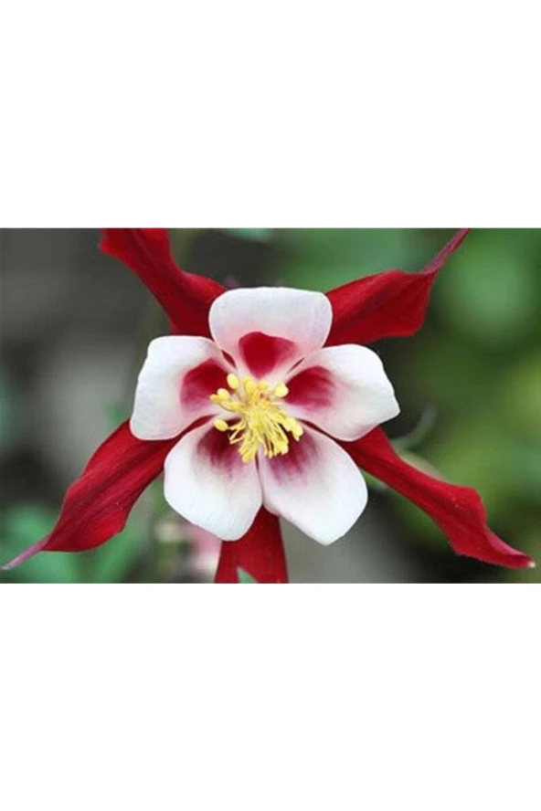 Ayc Botanik 5 Adet Crimson Star Columbine Tohumu ürün görseli 1
