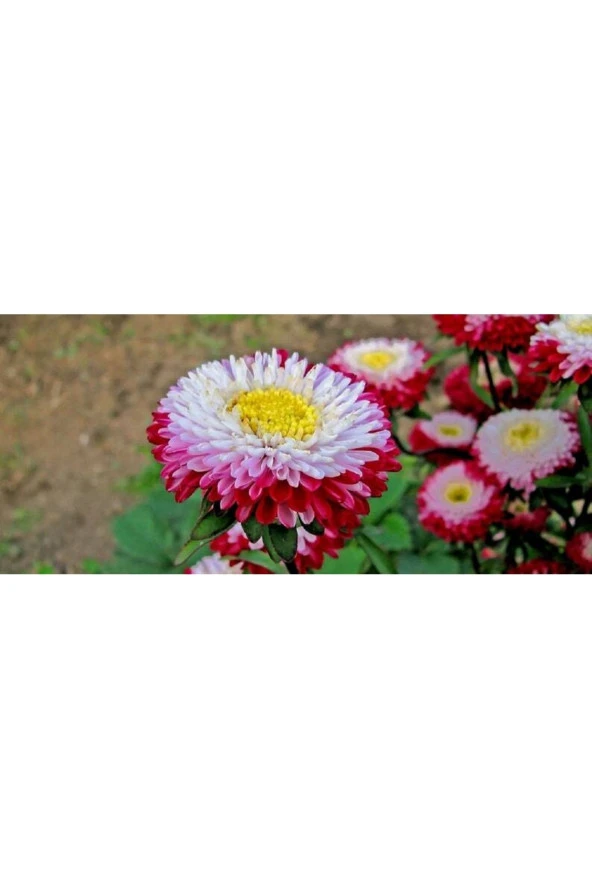 Ayc Botanik 10 Adet Aster Pompon Winter Cherry Red Tohumu - Resim 5