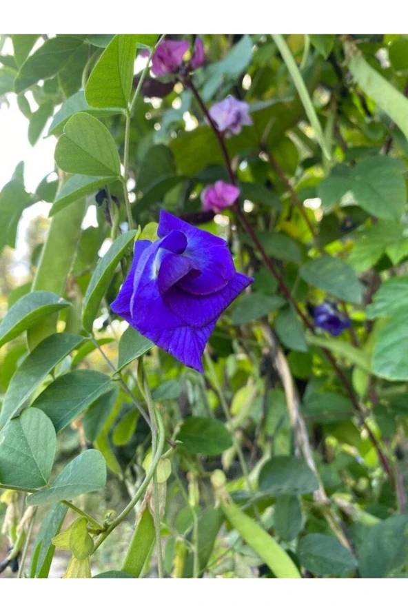 Ayc Botanik 5 Adet Blue Butterfly Flower Tohumu ürün görseli 1