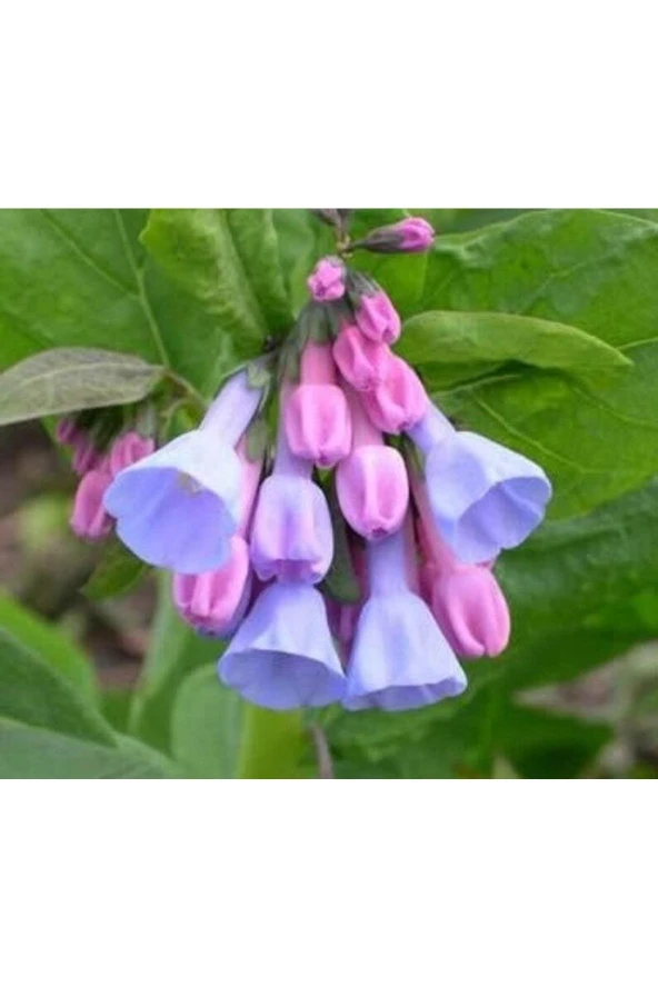 Ayc Botanik 10 Adet Virginia Bluebell Tohumu ürün görseli 1