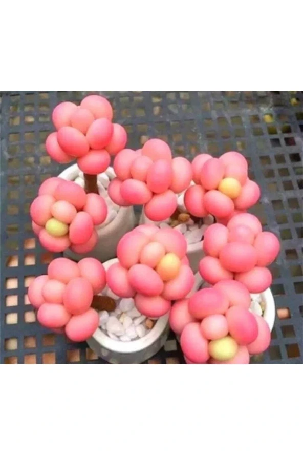 Ayc Botanik 10 Adet Egg-like Succulent Tohumu ürün görseli 1