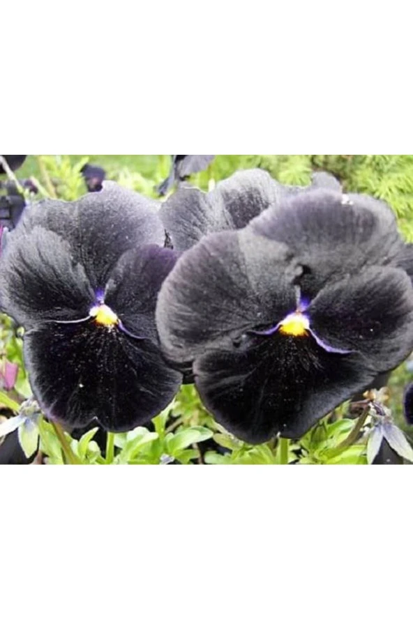 Ayc Botanik 10 Adet Black Pansy Tohumu ürün görseli 1