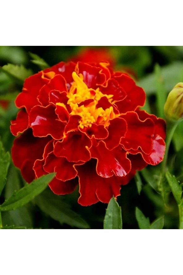 Ayc Botanik 5 Adet Natural French Marigold Carmen Tohumu ürün görseli 1