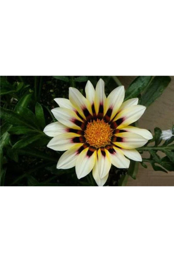 Ayc Botanik 10 Adet White Gazania Tohumu ürün görseli 1