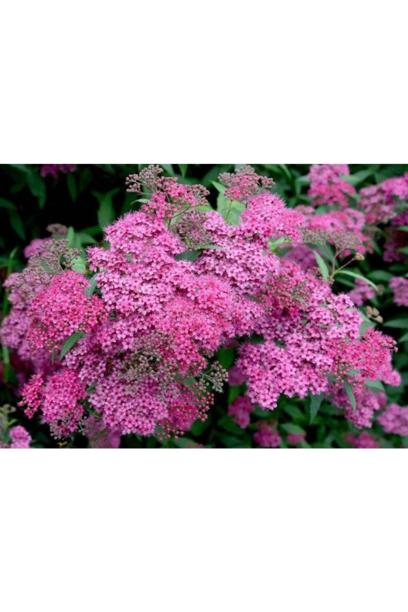 Ayc Botanik 20 Adet Japanese Meadowsweet Tohumu ürün görseli 1