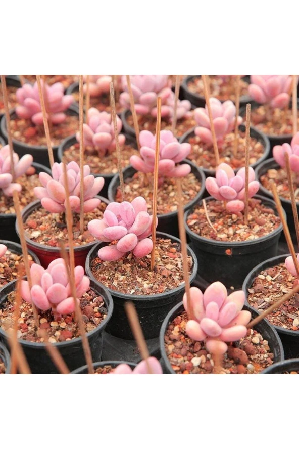 Ayc Botanik 10 Adet Egg-like Succulent Tohumu - Resim 2
