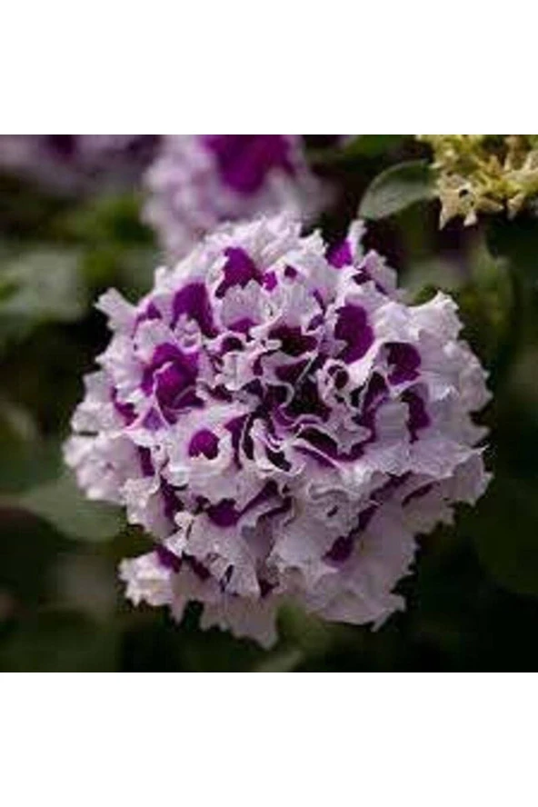 Ayc Botanik 10 Adet Natural Double Petunia Piruet Purpurnaya Tohumu ürün görseli 1
