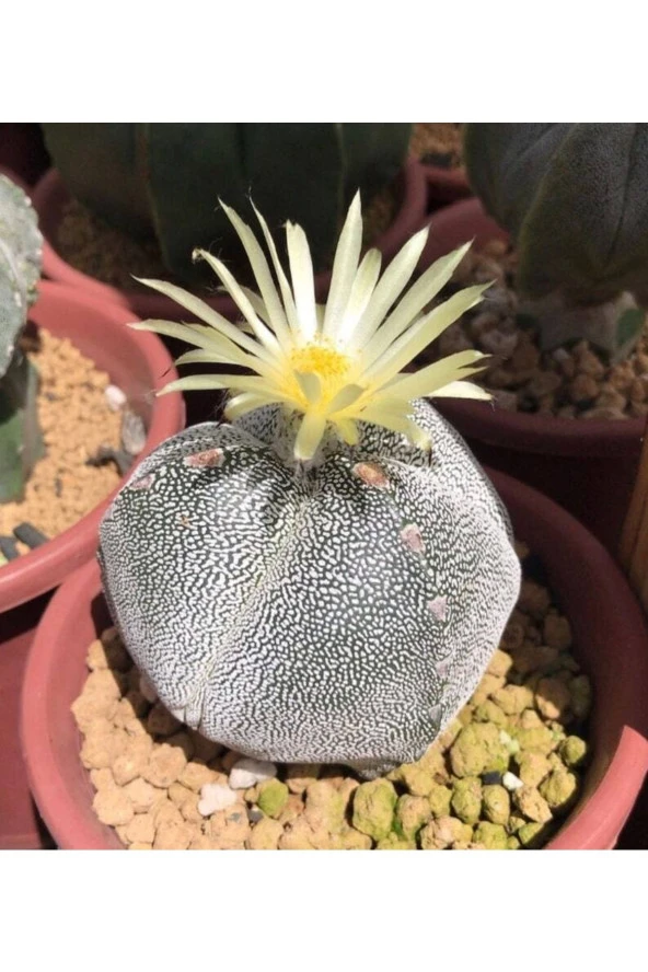 Ayc Botanik 10 Adet Astrophytum Myriostigma V. Kaktüs Tohumu ürün görseli 1