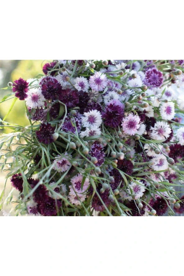 Ayc Botanik 10 Adet Purple Classic Magic Centaurea Tohumu ürün görseli 1