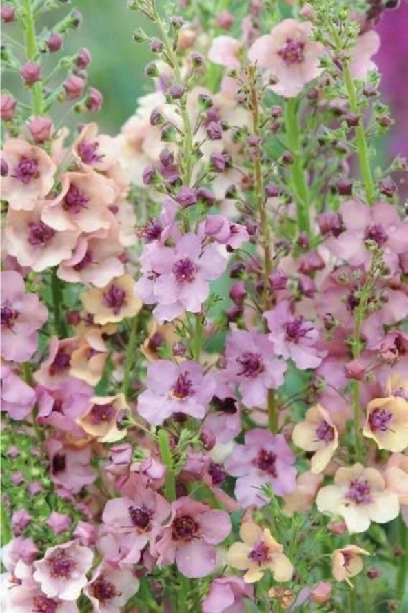 Ayc Botanik 10 Adet Verbascum Phoenicium Mix Tohumu ürün görseli 1