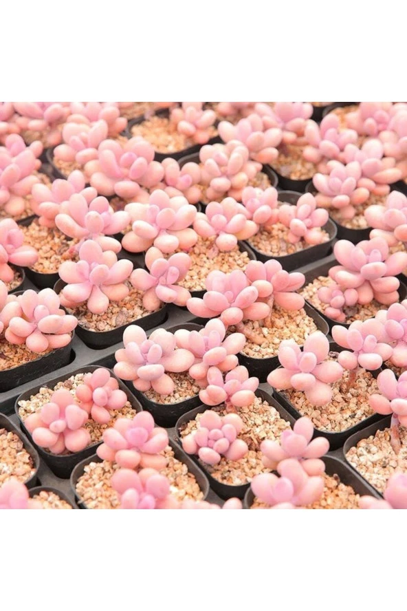 Ayc Botanik 10 Adet Egg-like Succulent Tohumu - Resim 3