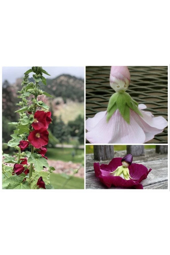 Ayc Botanik 5 Adet Mixed Color Hollyhock Tohumu ürün görseli 1