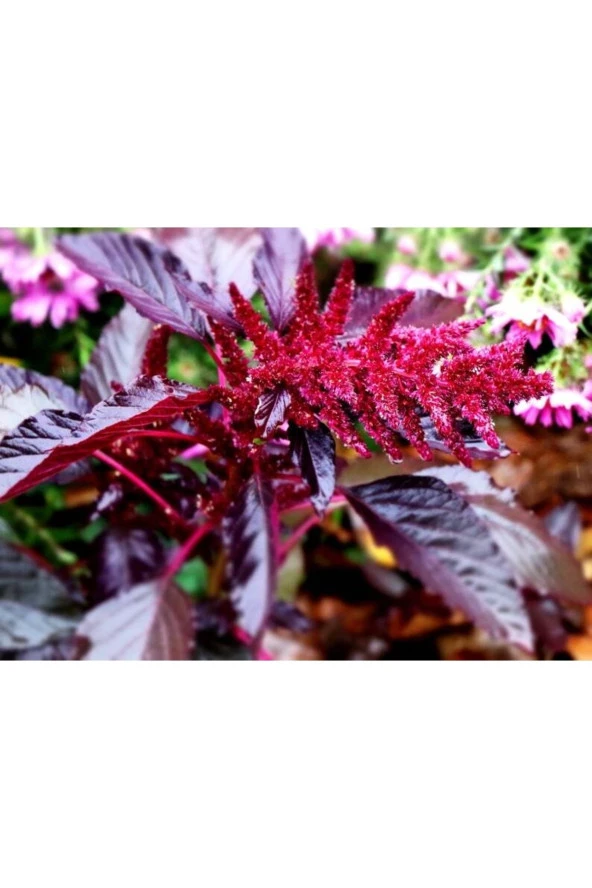 Ayc Botanik 5 Adet Red Spike Amaranth Cut Tohumu ürün görseli 1