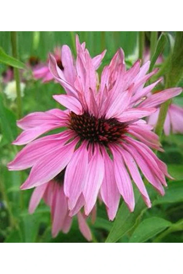 Ayc Botanik 10 Adet Double Decker Echinacea Tohumu ürün görseli 1