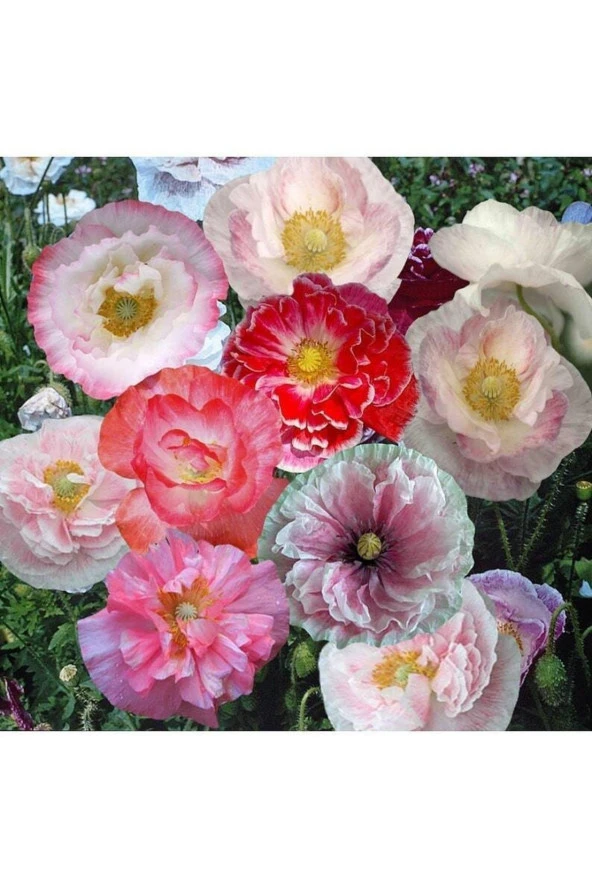 Ayc Botanik 10 Adet Shirley Poppies Double Mixture Tohumu ürün görseli 1