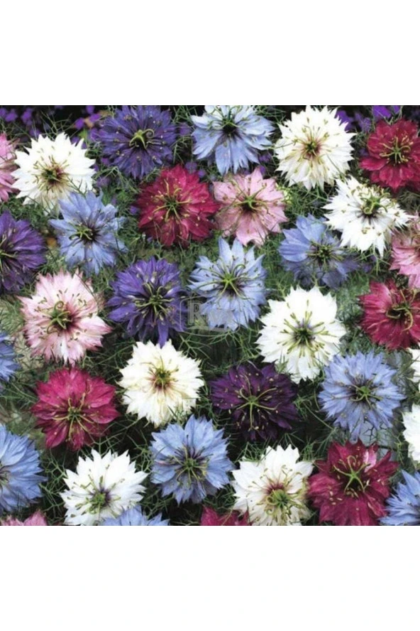 Ayc Botanik 10 Adet Nigella Damascus Mix Tohumu ürün görseli 1
