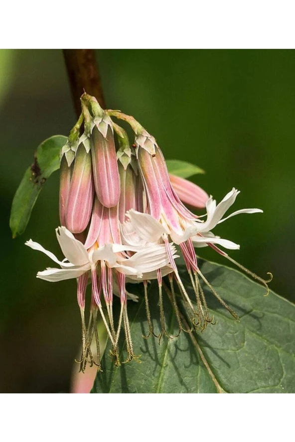 Ayc Botanik 5 Adet Rare Wild Prairie Prenanthes Tohumu ürün görseli 1