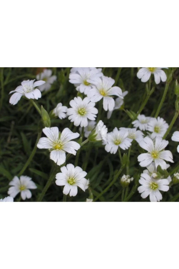 Ayc Botanik 20 Adet Snow In Summer (chickweed) Tohumu ürün görseli 1
