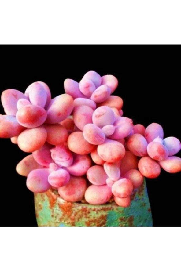 Ayc Botanik 10 Adet Egg-like Succulent Tohumu - Resim 4