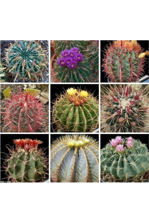 Ayc Botanik 10 Adet Ferocactus Mix Kaktüs Tohumu ürün görseli 1